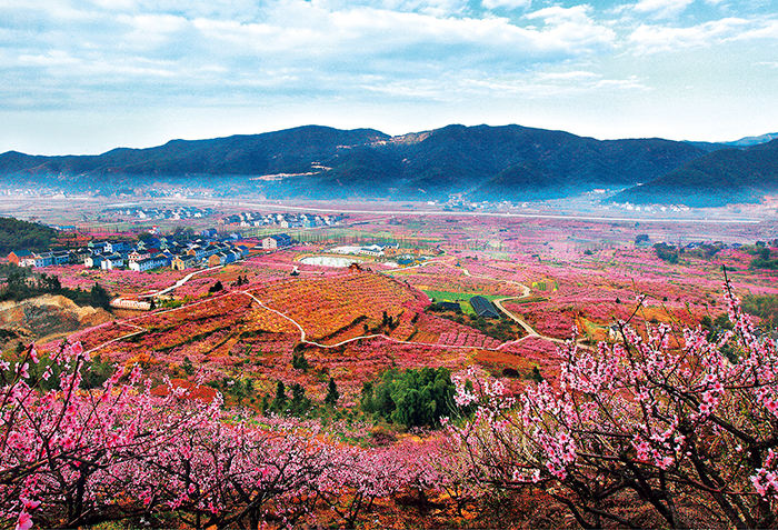 宁海县胡陈乡万亩桃林  谢专艺摄