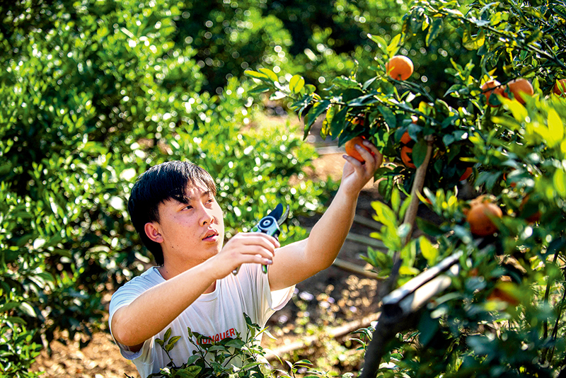 在哀牢山腹地,农民变身职业农民,还成了合伙人